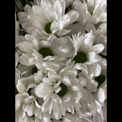 Хризантема ромашка белая 15 шт