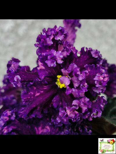 НД-Магнитная Аномалия Люкс (Н. Данилова-Суворова)