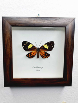 Бабочка в рамке Парусник Нейя