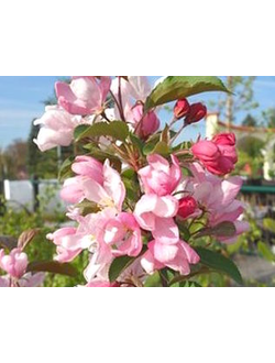 Яблоня декоративная  Red Obelisk