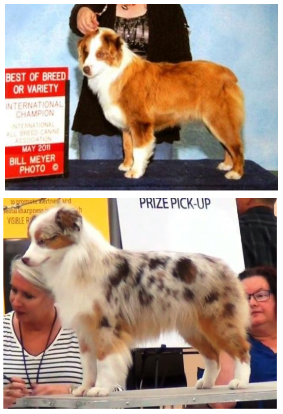 Миниатюрная американская овчарка