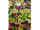 Dionaea muscipula H52