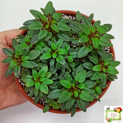 Teeny Bopper (L.Lyon) 5017 (08/27/1982) трейлер