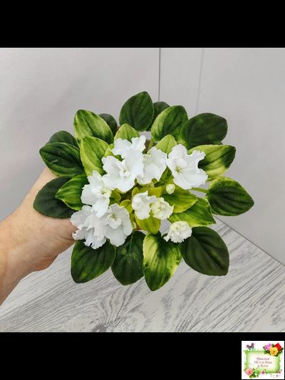 OS-Дыхание Весны (С.Осипова) 2019 г. (клакамас с кроновой пестролистностью)