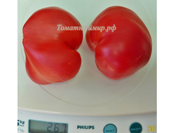 Томат Заилийский Алатау