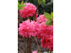 Рододендрон (Азалия) Homebush