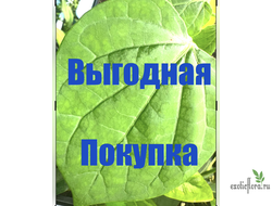 Спецпредложение