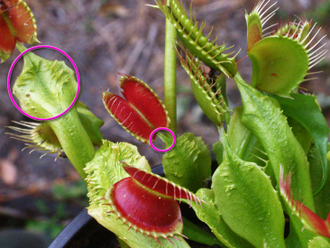 Dionaea muscipula Crested petioles