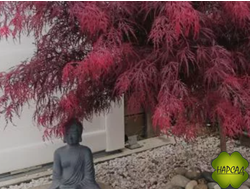 Клен веерный ГАРНЕТ (Acer pal. Garnet) (саженец большой куст 80 см)