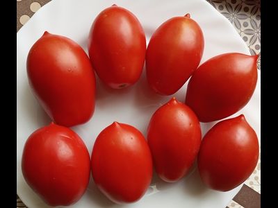 Томат Пир на весь мир