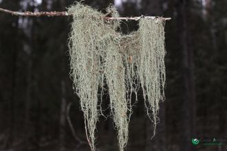 Уснея (50 гр)