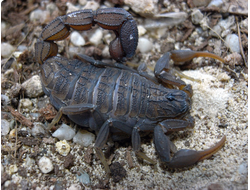 Hottentotta hottentotta