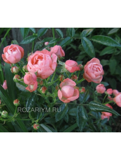Роза Пинк Морсдаг (Pink Morsdag)