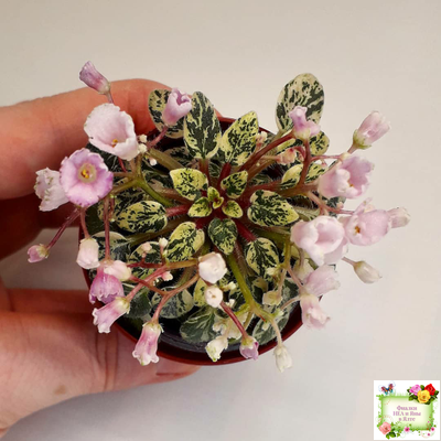 Precious Pixie (S.Sorano)