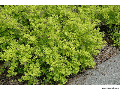 Спирея Вайт Голд - White Gold