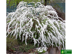 Спирея серая "Grefsheim" (Грефшейм)