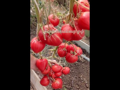 Томат Заилийский Алатау