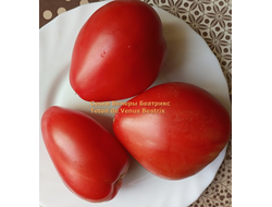 Томат Сосок Венеры Беатрикс (Teton de Venus Beatrix), Польша