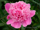 Пион Pink Pom Pom (Пинк Пом Пом)