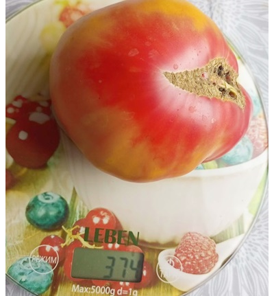 Томат Медовое авеню (Honey avenue)