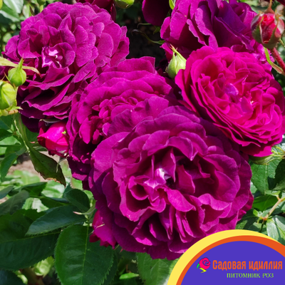 Твайлайт Зоун (Twilight Zone)