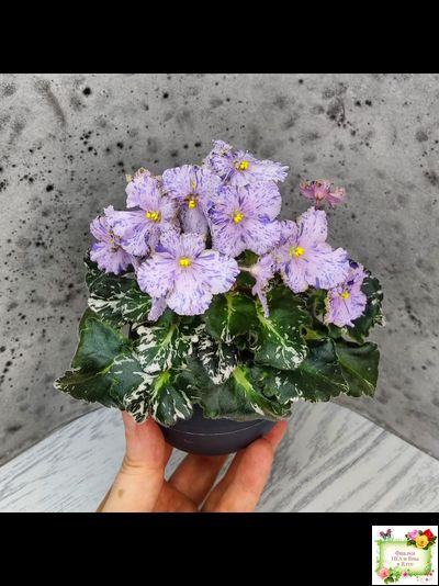 Н-Чехарда (Н. Бердникова) 2020 г. (пестролистный гёрл)