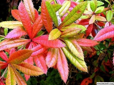 Барбарис Юлиана - julianae