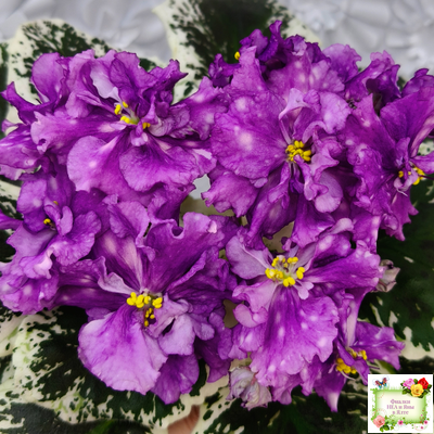 ВаТ-Шоколадное Настроение (Т. Валькова) 2019 г.