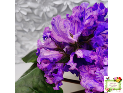 ВаТ-Инопланетянин (Т. Валькова) 2015 г.