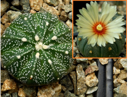 Astrophytum CAPAS Х A. asterias Hansomon Х ASNUD cv.Ooibo - 5 семян