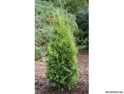 Туя Кинг Брабант - King Brabant