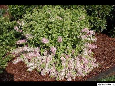 Вейгела Вариегата - Variegata