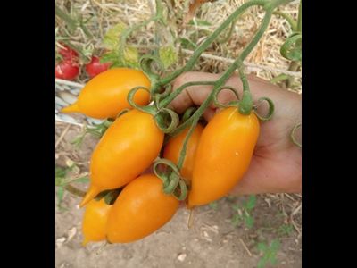 Томат Сокровище (Akmore Treasure)