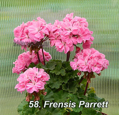 Пеларгония Frensis Parrett