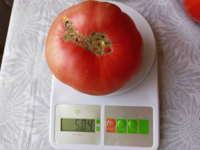 Томат София Бордо (Sofia Bordo)