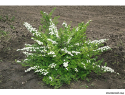 Спирея ниппонская Сноумаунд - Snowmound