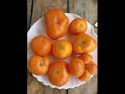 Томат Летний сидр (Summer Cider, США)