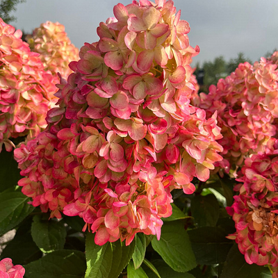 Гортензия метельчатая Бонфайр (Bonfire) ОКС