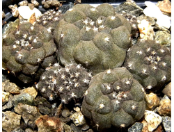 Copiapoa hypogaea KP 815 C (D=20mm) с 2-3 детками