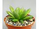 Haworthia Cooperi Picturata