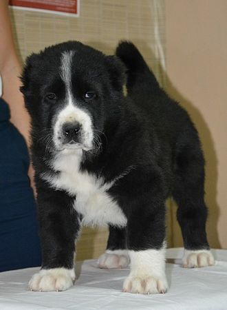 Кобель. Продан.