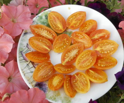 Томат Блаш (Blush,  Румянец, США)