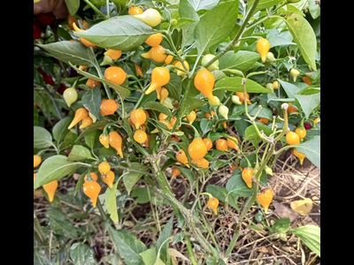 Перец острый Клювик желтый (Biquinho)