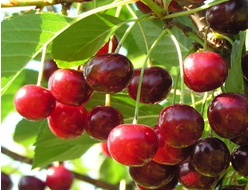 Шубинка урожайная(вишня)