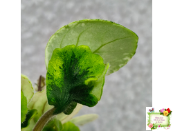 LV-15 сеянец (Л. Шевелёва) (стартер)