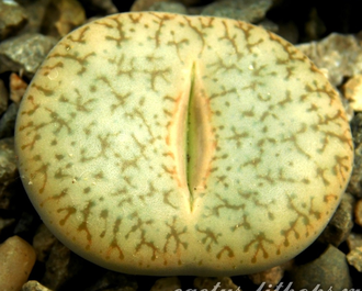 Lithops pseudotruncatella v. riehmerae (syn.edithiae) C097