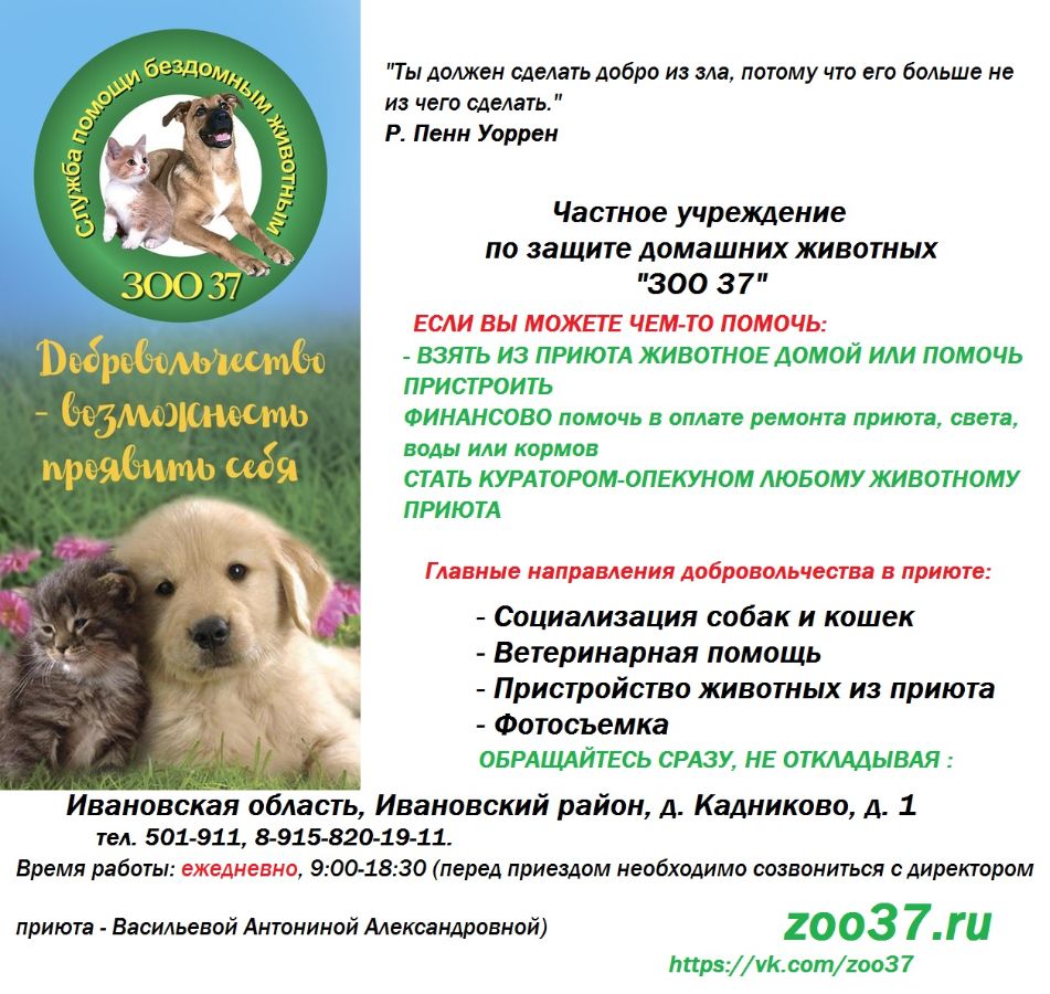 Флаер приюта для животных. Благотворительная акция для животных приюта. Приют для бездомных животных в москве. Акция приют для животных. Приюту нужна помощь волонтеров.