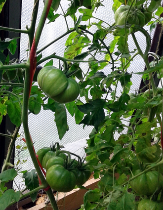 Семена томата Тетушка Лу подземная железная дорога