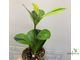 Ficus Diversifolia var.  Watermelon / фикус дельтовидный Арбуз