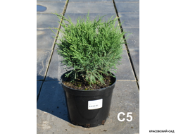 Можжевельник Блю Спаркл - Blue Sparkle